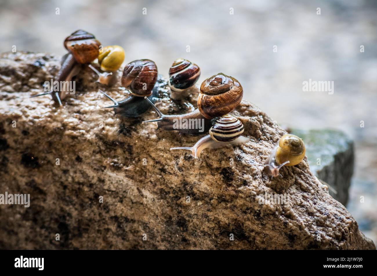 A close-up of tiny cute snails on a rock Stock Photo - Alamy