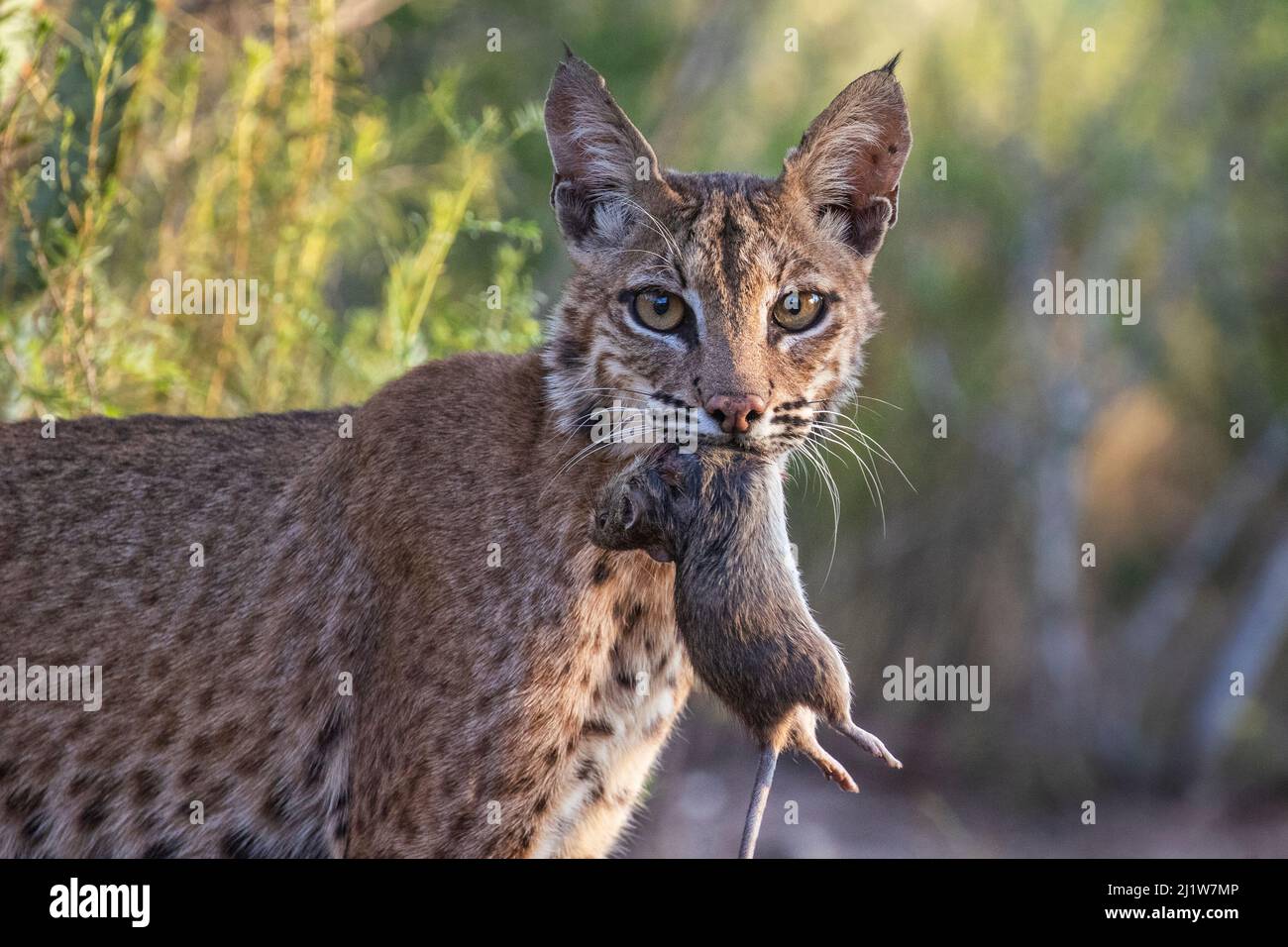 Portrait of a wild adult female Bobcat (Lynx rufus) with  Hispid cotton rat (Sigmodon hispidus)  prey, Texas, USA.  September. Stock Photo