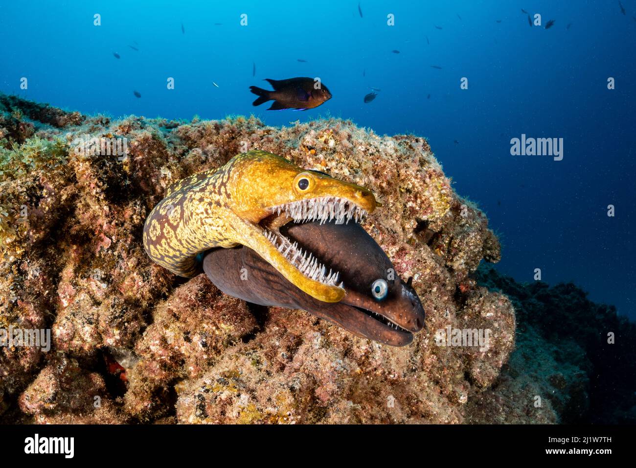 Tiger moray / Fangtooth Moray (Enchelycore anatina) and Black moray eel (Muraena augusti),  South Tenerife, Canary Islands, Atlantic Ocean. Stock Photo