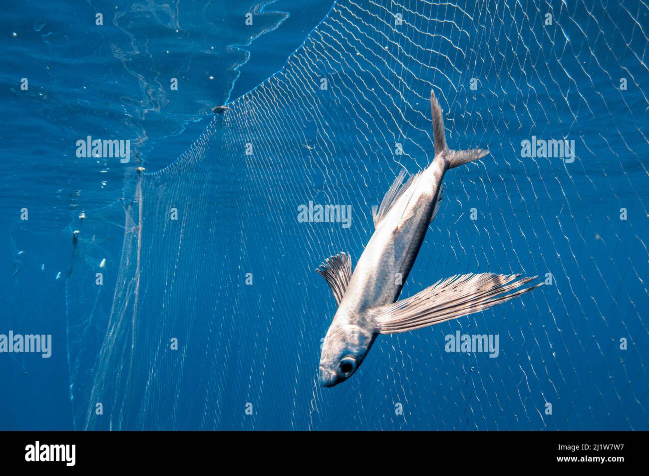Drift net fishing hires stock photography and images Alamy