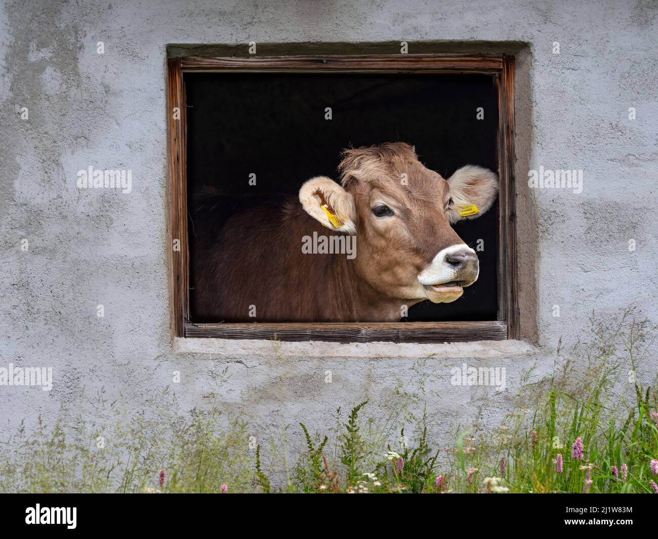 Dairy cow looking out of shed window, Seiser Alm, Dolomites plateau, South Tyrol, Italy, July. Stock Photo
