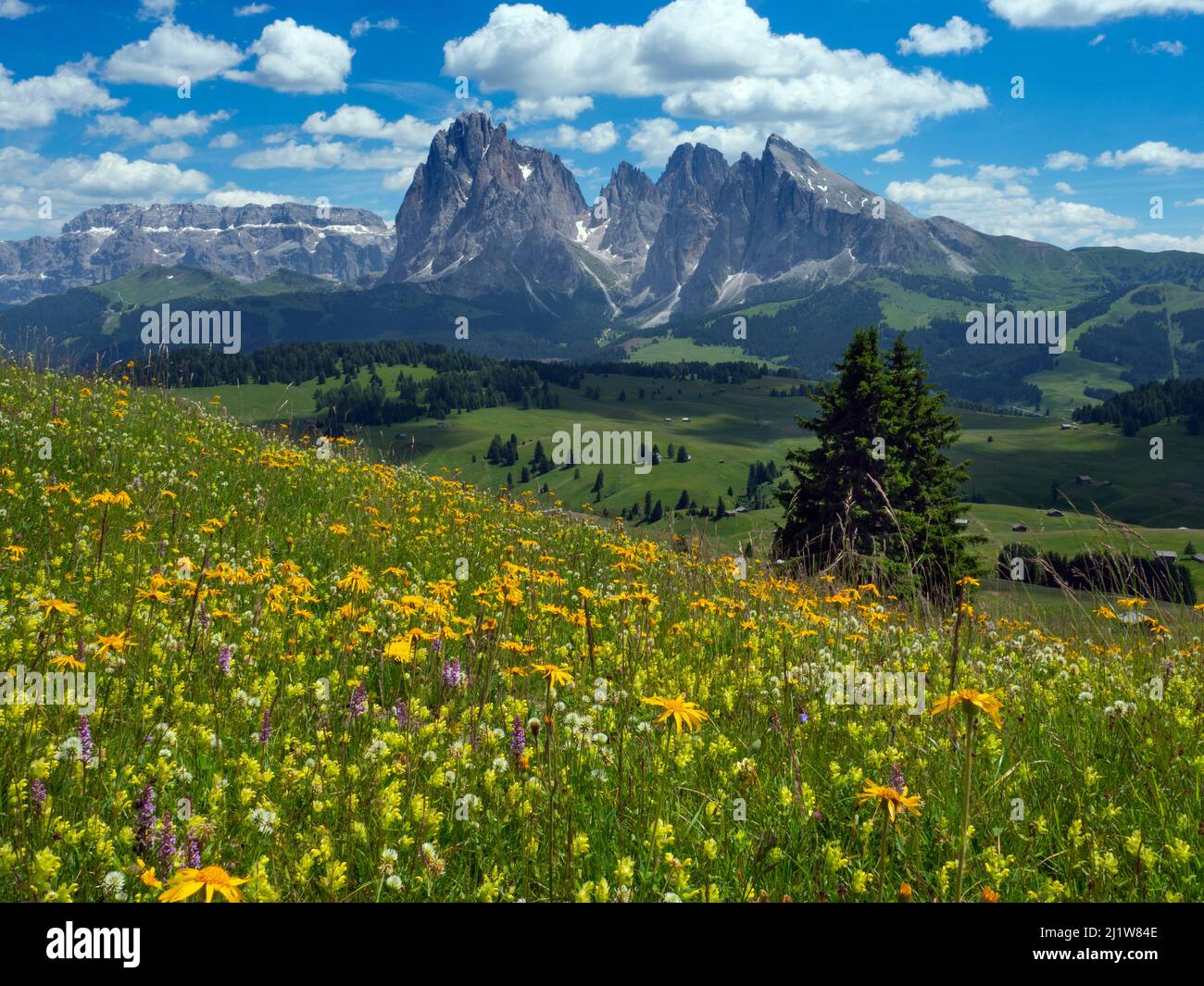 Alpine flower meadow landscape - Seiser Alm with mountains of Langkofel Group in the background. Dolomoites, South Tyrol, Italy. July 2019. Stock Photo