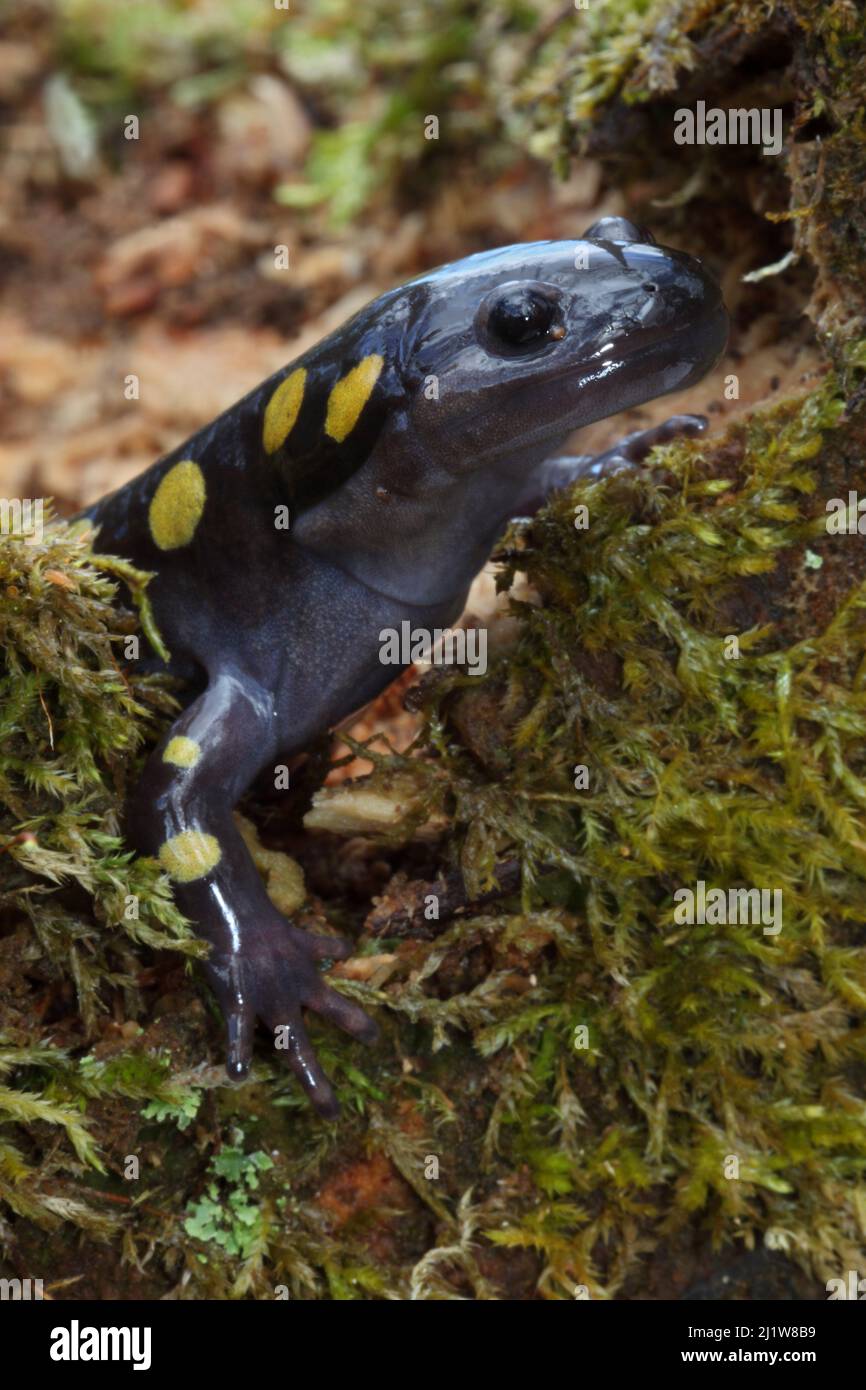 Spotted Salamander (Ambystoma maculatum) in early spring migration to woodland pond, New York, USA Stock Photo