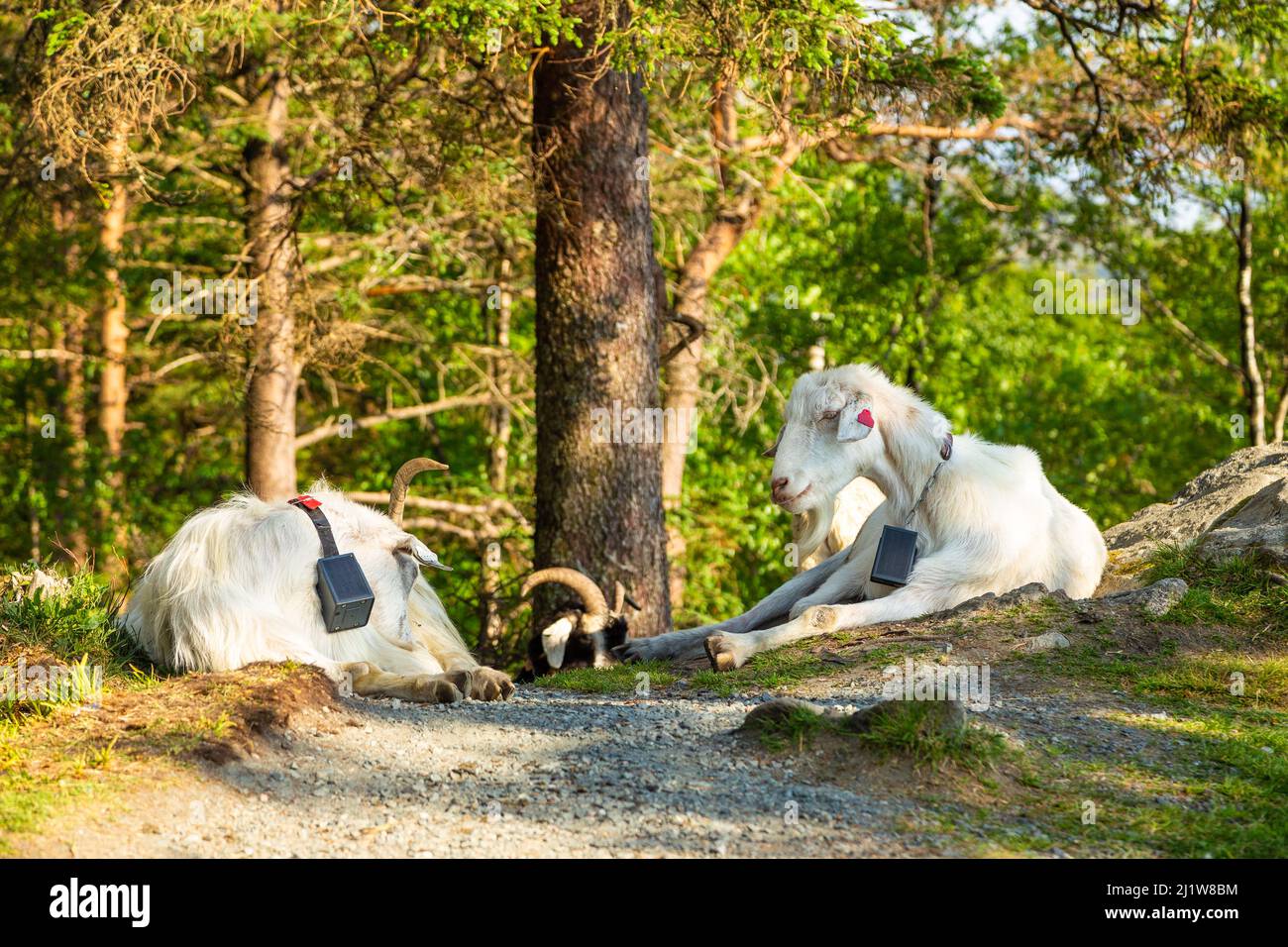 White goats lying under the tree. The forest on the Floyen hill. Bergen, Norway. Stock Photo