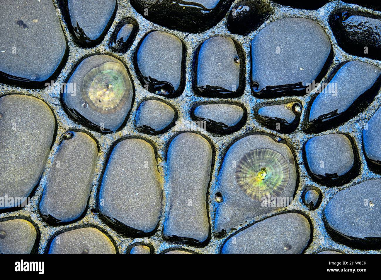 From above abstract background of stones of different shapes and sizes on wet ground on rainy day Stock Photo
