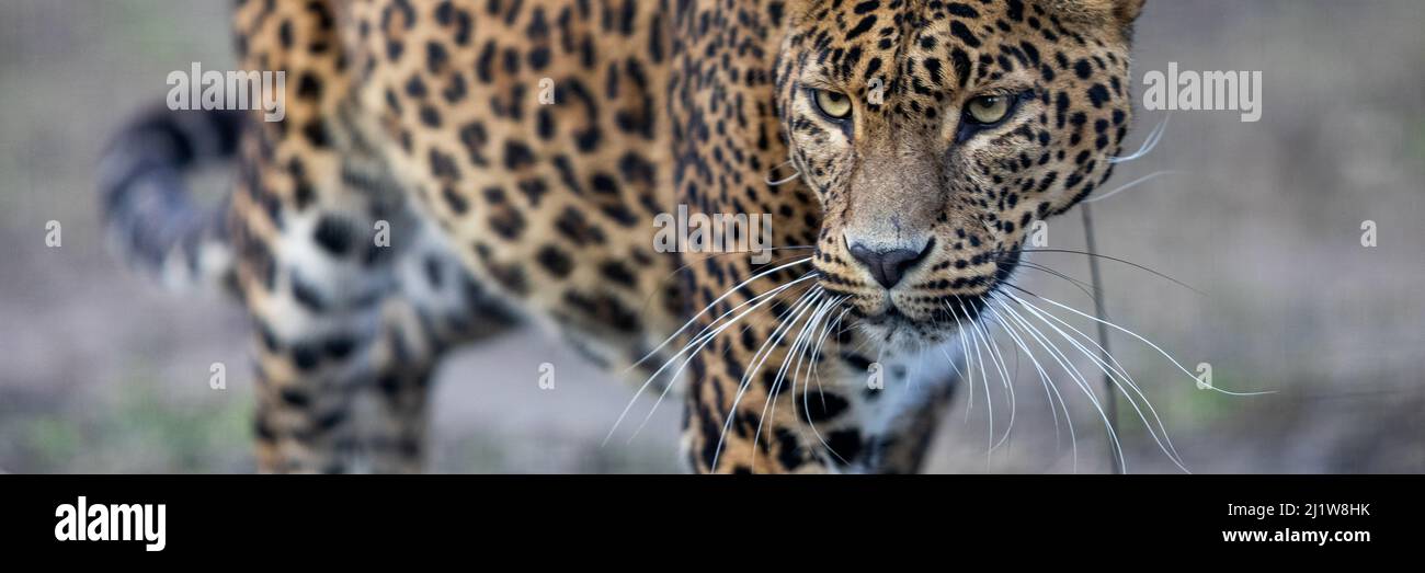 Template of a leopard in the forest Stock Photo - Alamy