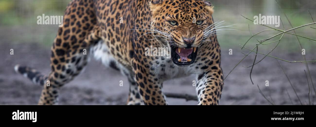 Template of a leopard in the forest Stock Photo - Alamy