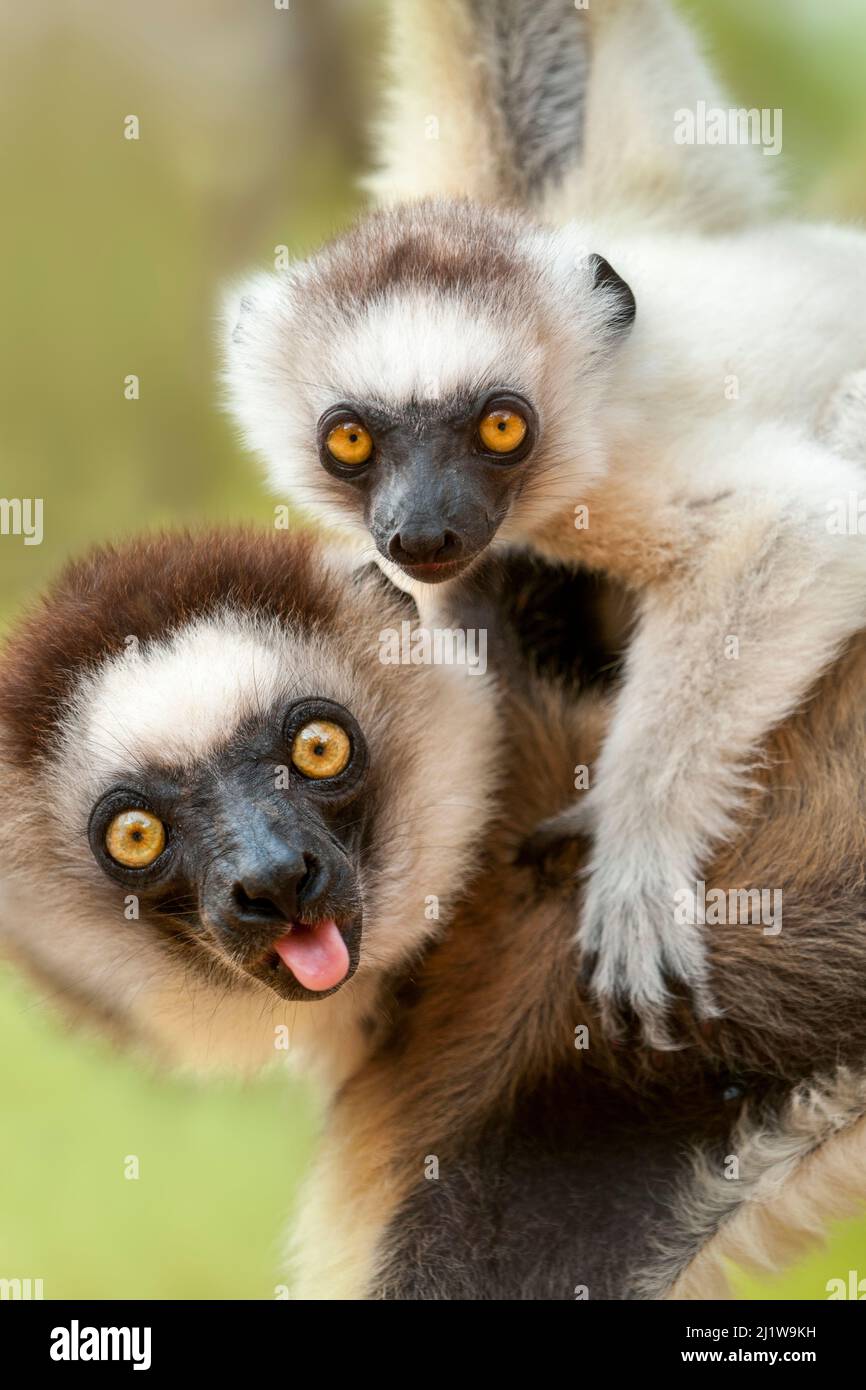 Female Verreaux's sifaka (Propithecus verreauxi) carrying infant in forest canopy. Berenty Private Reserve, southern Madagascar. Stock Photo