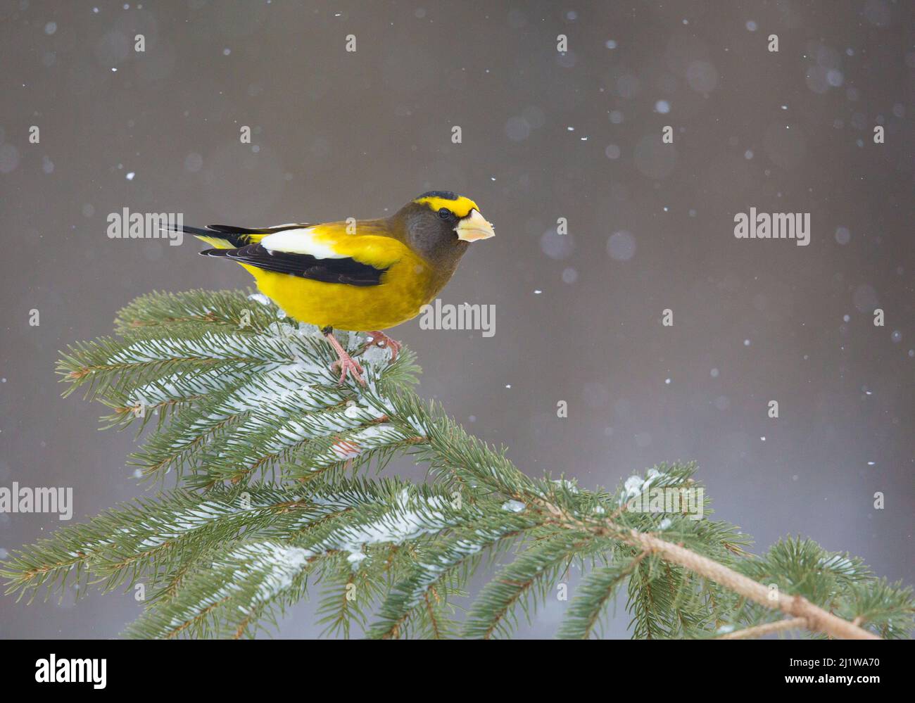 Evening Grosbeak (Coccothraustes vespertinus) male perched on spruce branch with falling snow, in winter, New York, USA Stock Photo