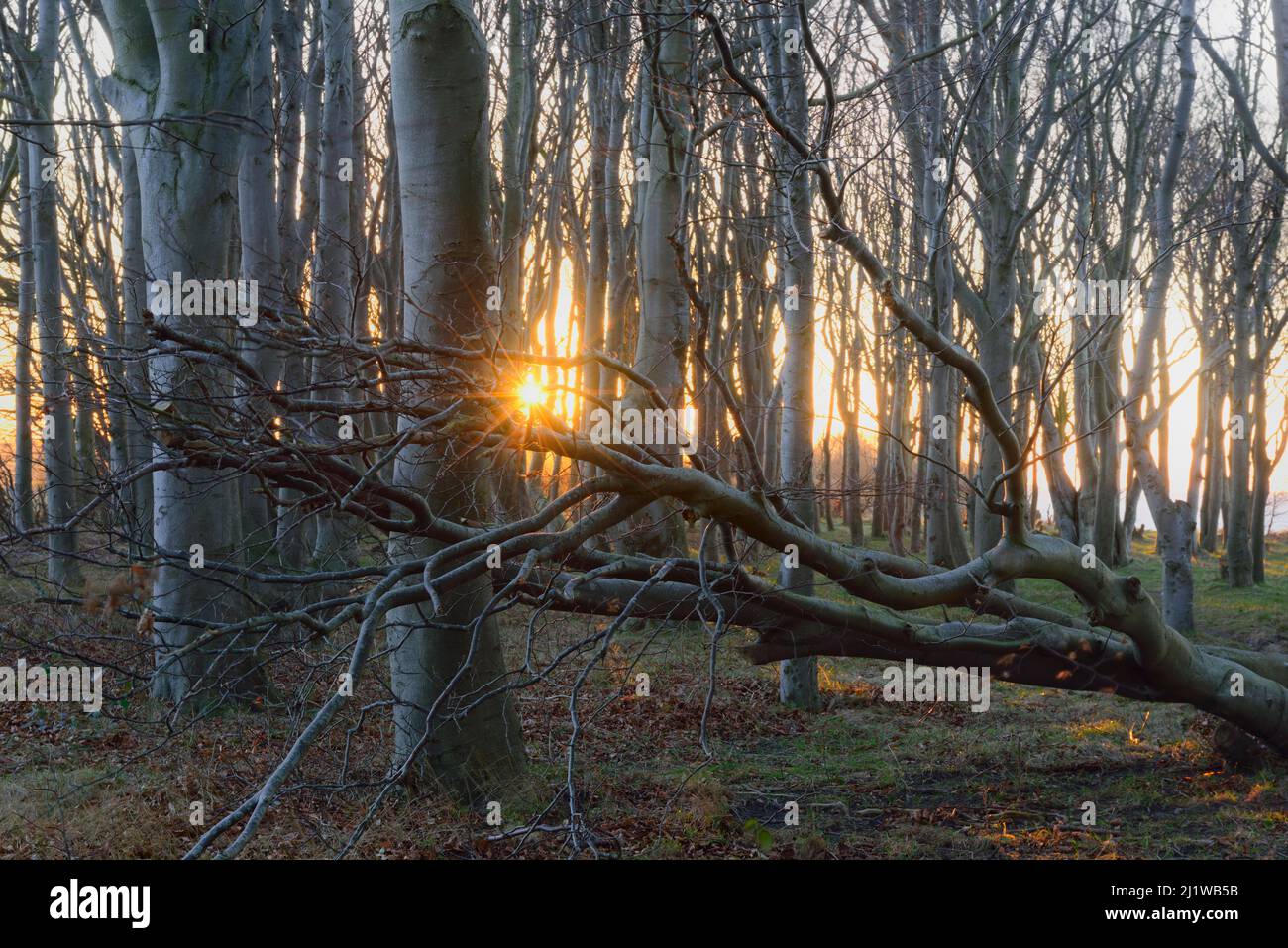 European beech (Fagus sylvatica) forest, with fallen tree at dusk Ruegen, Germany, January. Stock Photo