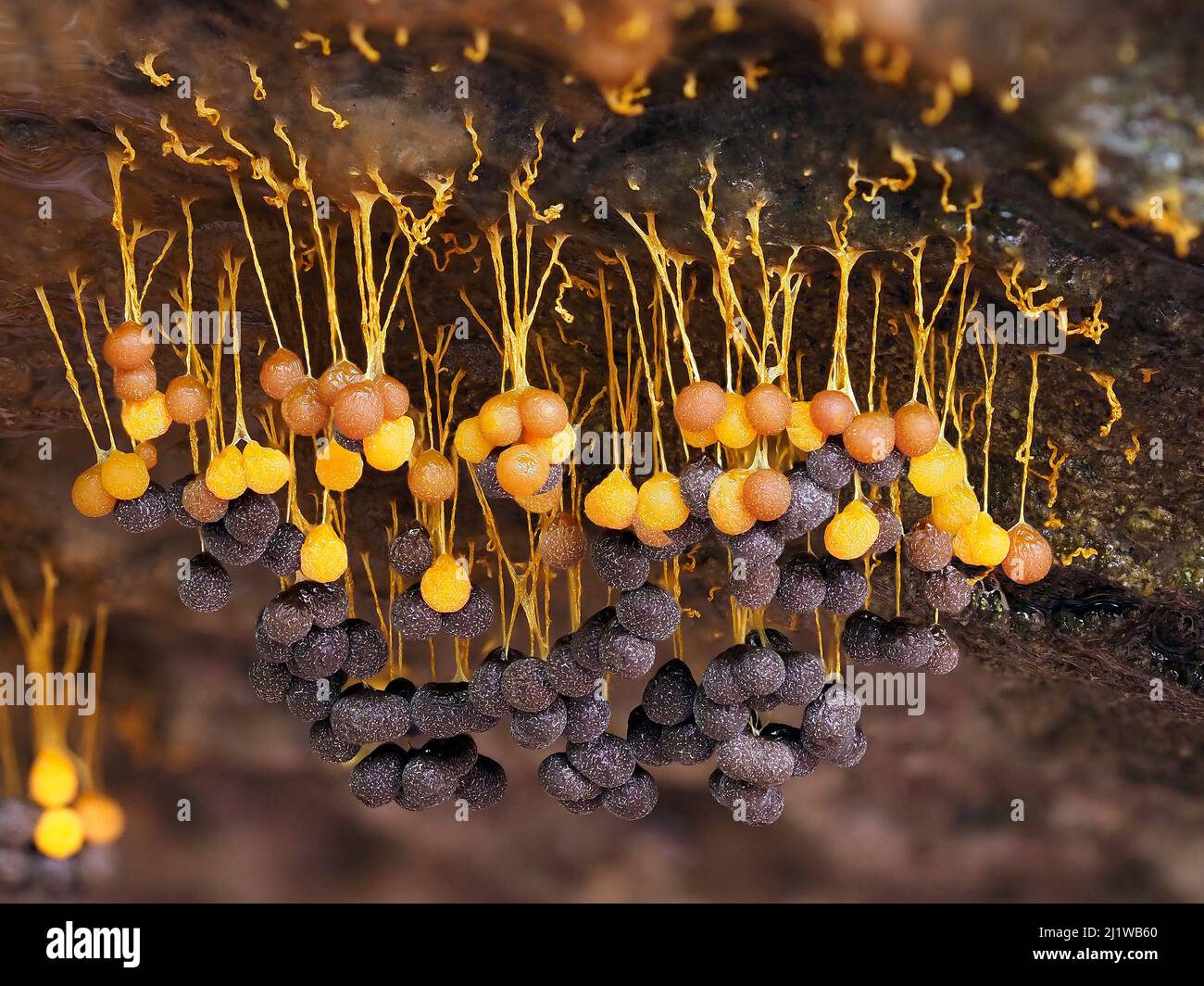 Slime mould (Badhamia utricularis), in reproductive phase. Close-up of maturing fruiting bodies (sporangia), each bearing thousands of spores. Bucking Stock Photo