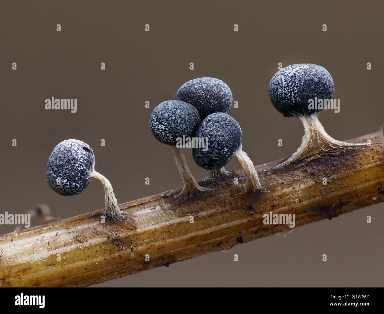 Slime mould (Physarum leucophaeum), in mature reproductive phase, growing on grass. Close-up of spore-bearing fruiting bodies (sporangia). Buckinghams Stock Photo