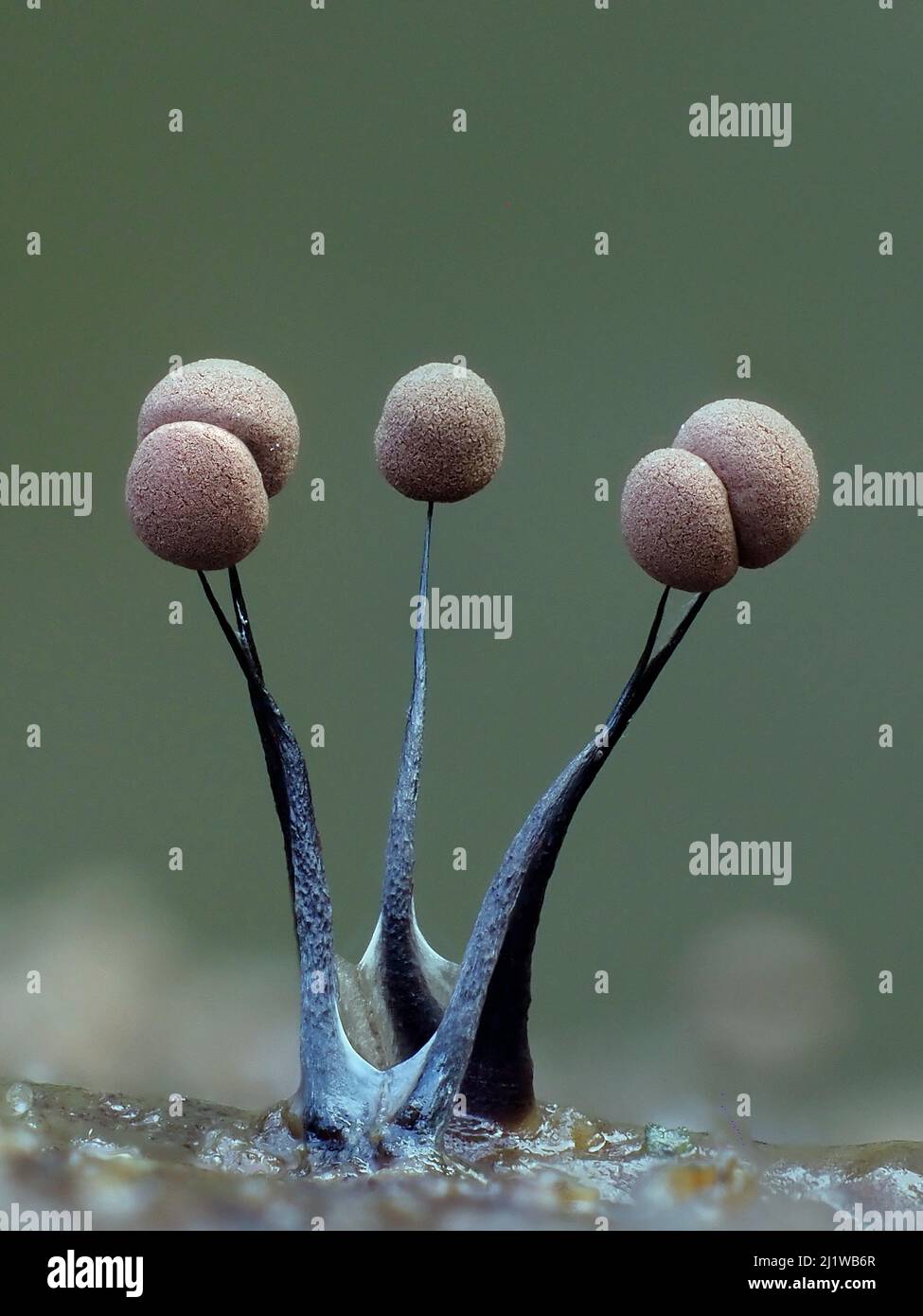 Slime mould (Comatricha nigra), in reproductive phase. Close-up of spore-bearing fruiting bodies (sporangia). Buckinghamshire, UK. Stock Photo