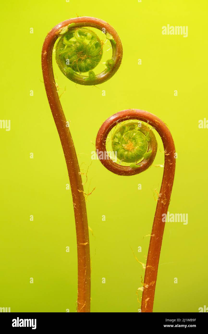 Osmunda Spicant Hi res Stock Photography And Images Alamy