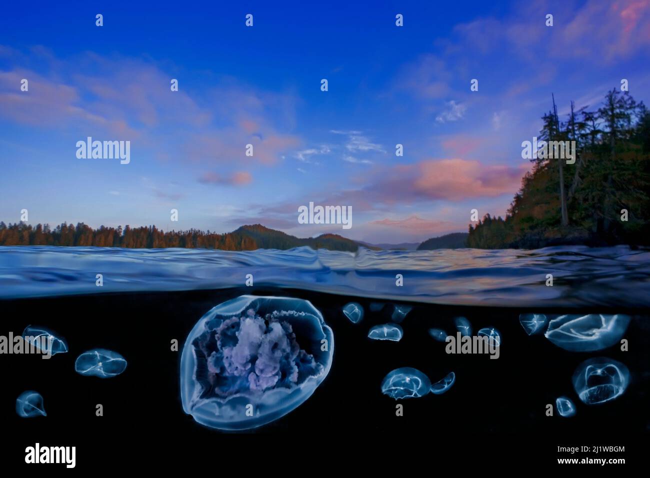Moon jelly (Aurelia labiata) and Cross jellies (Mitrocoma cellularia) split level view in Browning Pass, Queen Charlotte Strait, British Columbia. O Stock Photo