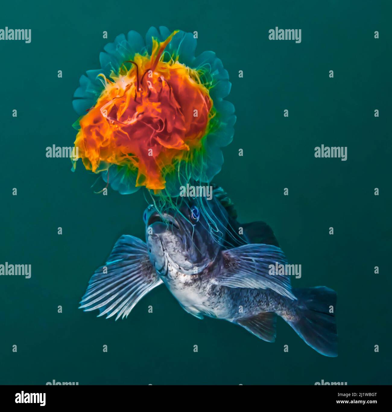 Lion's Mane Jellyfish (Cyanea capillata) with Blue rockfish (Sebastes mystinus) stealing food from the jellyfish's tentacles. Hunt Rock, Queen Charlo Stock Photo