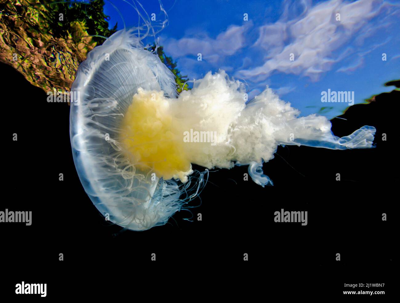 Fried egg jellyfish (Phacellophora camtschatica) viewed from below; Browning Pass, Queen Charlotte Strait, British Columbia, Canada. September. Stock Photo