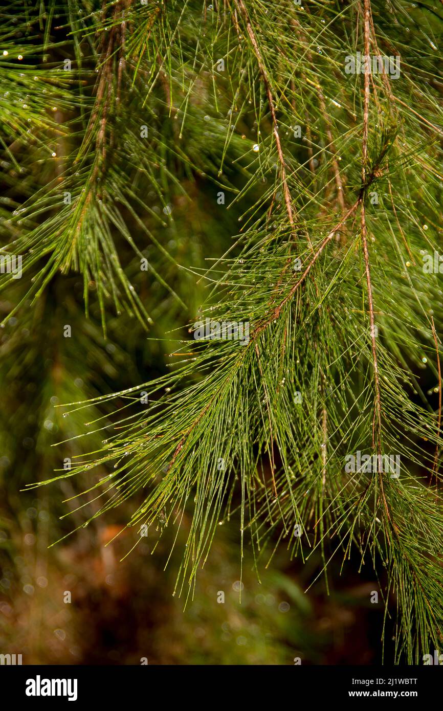 Close-up of green needle-like leaves of weeping she-oak, Casuarina equisetifolia, Allocasuarina verticillata, dotted with rain-drops. Qld, Australia, Stock Photo