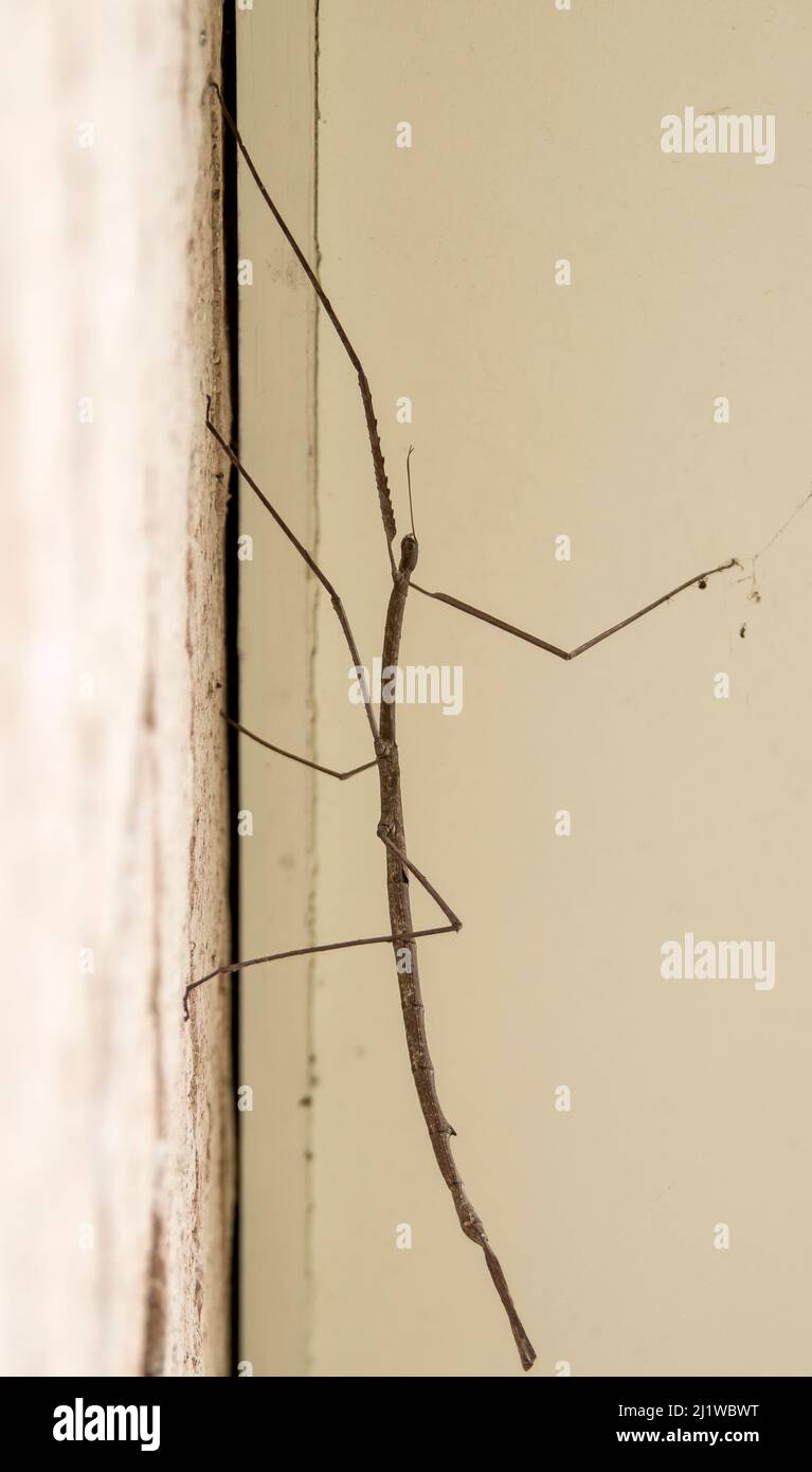 Female Australian tessulated stick insect, Anchiale austrotessulata, in profile, resting on brick wall. Garden, Queensland. Stock Photo