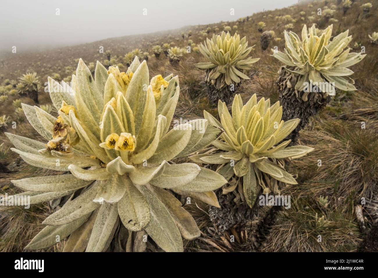 Field of Paramo flower / Frailejones (Espeletia pycnophylla), highland paramo, northern Ecuador. Stock Photo