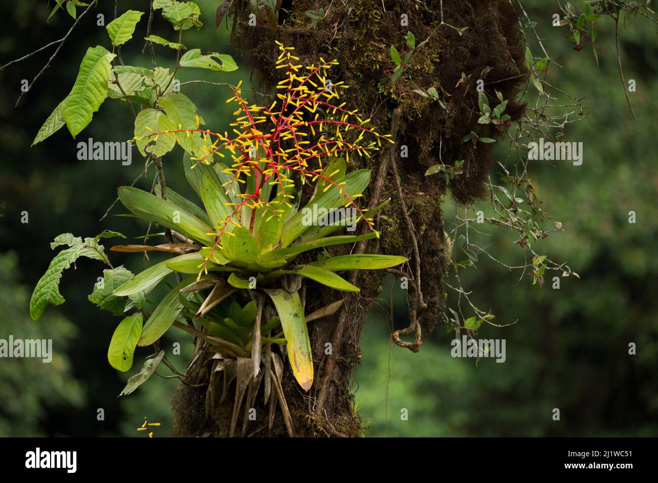Bromeliad flowering in cloud forest, Choco region, Northwestern Ecuador. Stock Photo