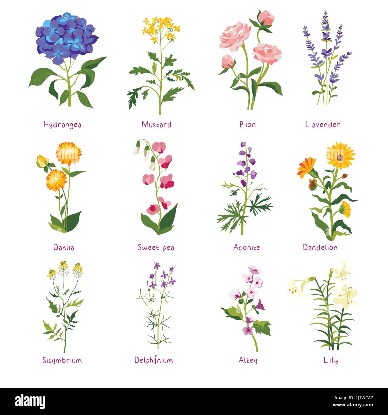 Spring flower and wildflower with names, vector Stock Vector Image