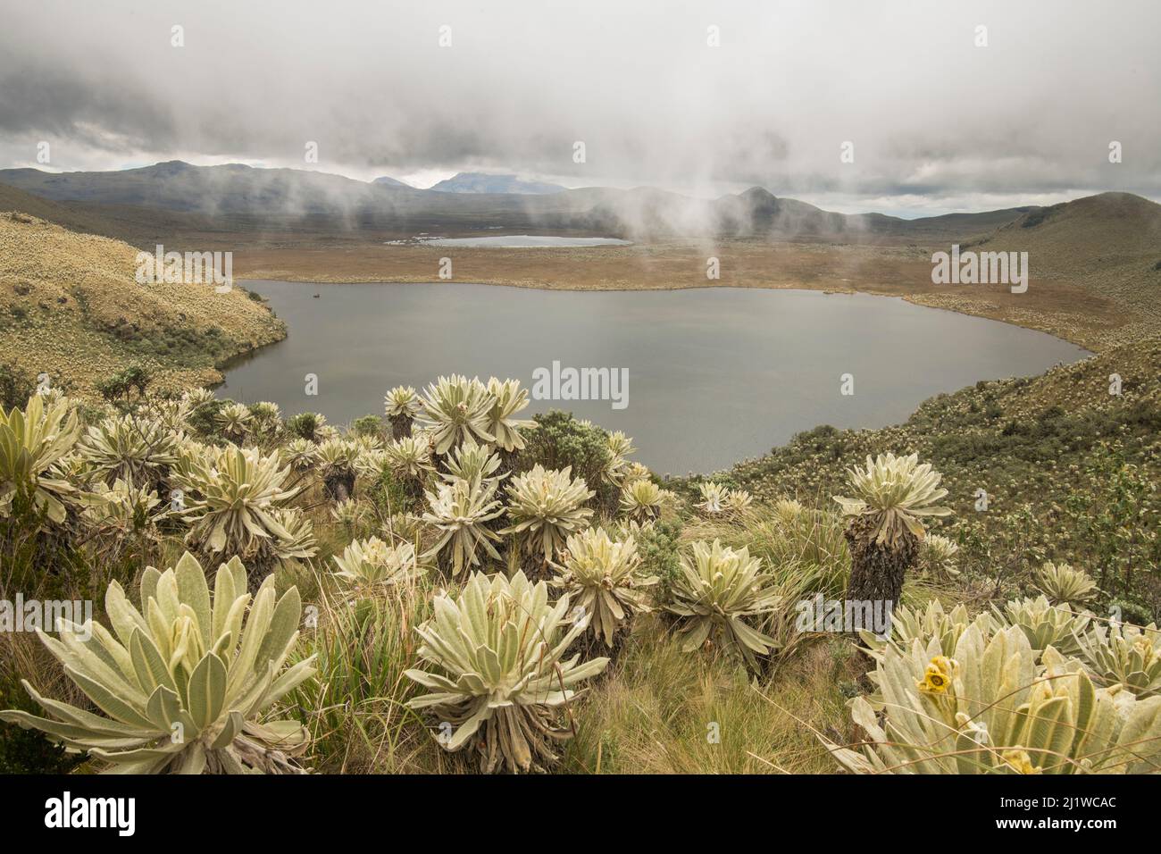 Field of Paramo flower / Frailejones (Espeletia pycnophylla) growing next to a lake, highland paramo, northern Ecuador. Stock Photo
