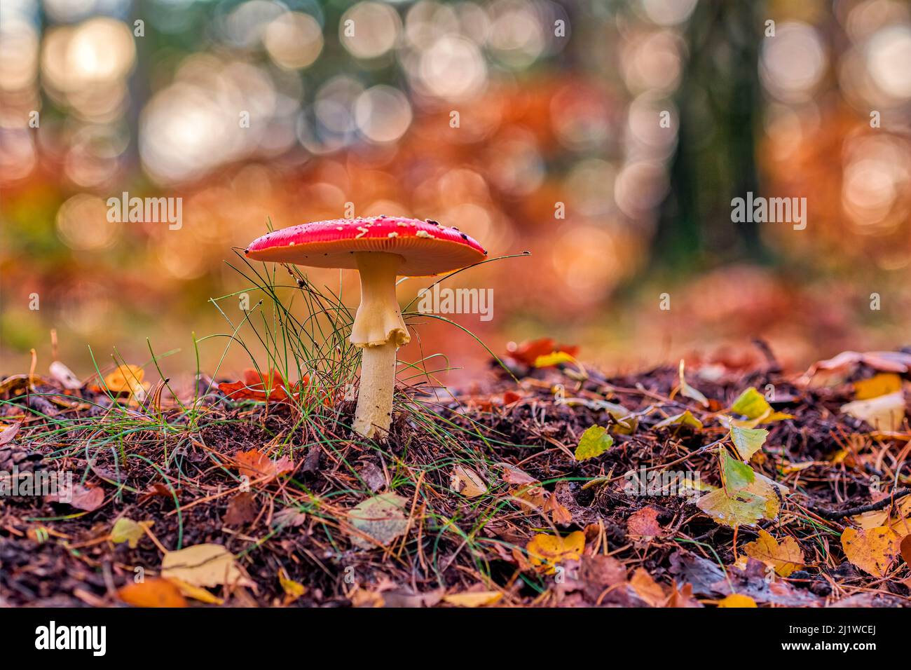 A Fly Agaric mushroom (Amanita muscaria) growing between colorful leafes in Saxon Switzerland National Park in autumn. Stock Photo