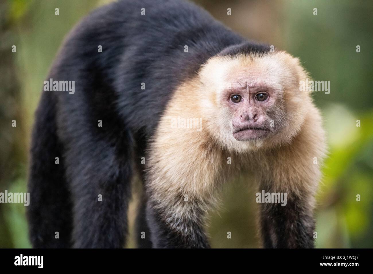 Macaco Branco-enfrentado Do Capuchin Imagem de Stock - Imagem de queimado,  primata: 31492765