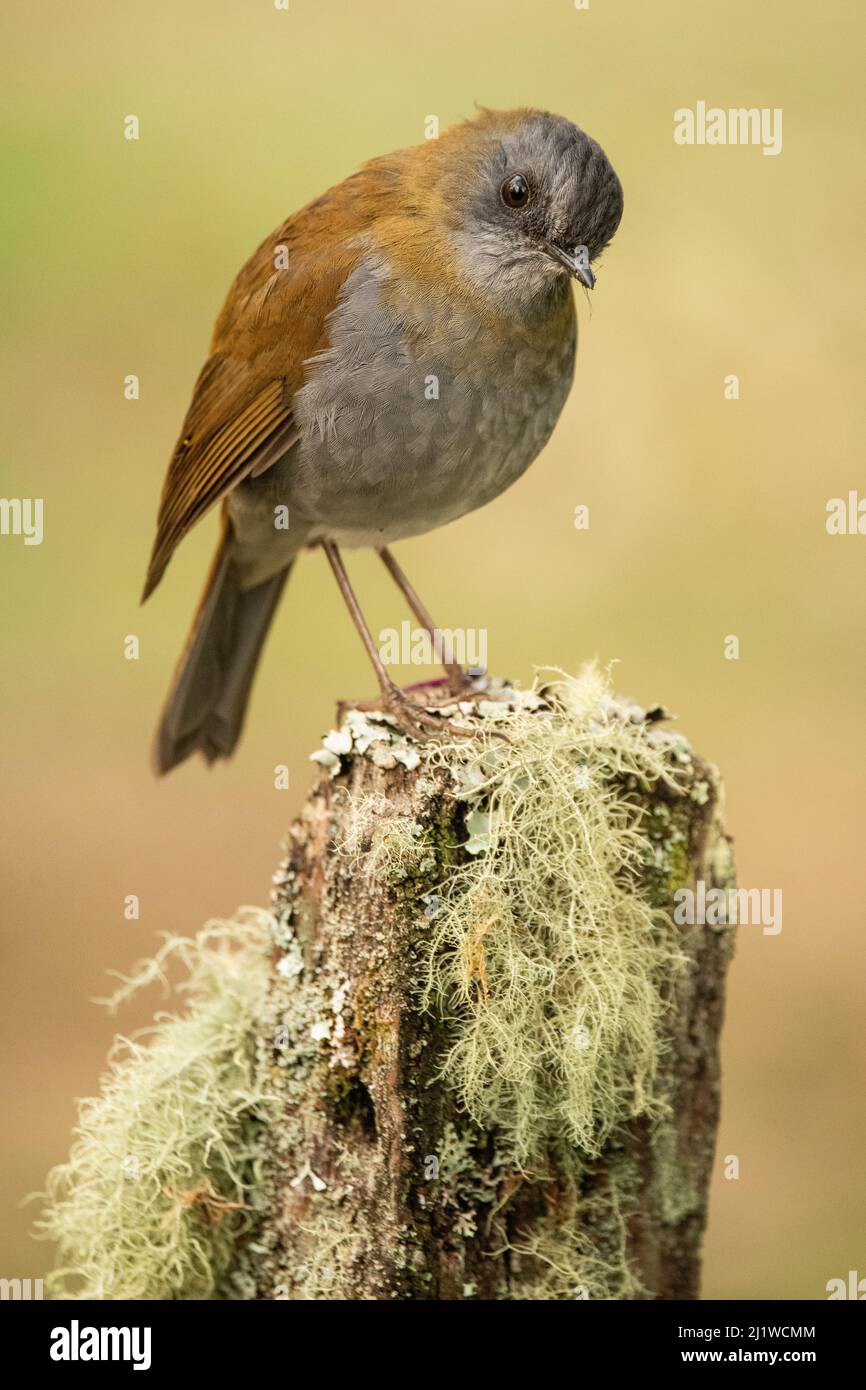 Black-billed nightingale-thrush (Catharus gracilirostris), highlands of the Talamanca mountains, Costa Rica. Stock Photo
