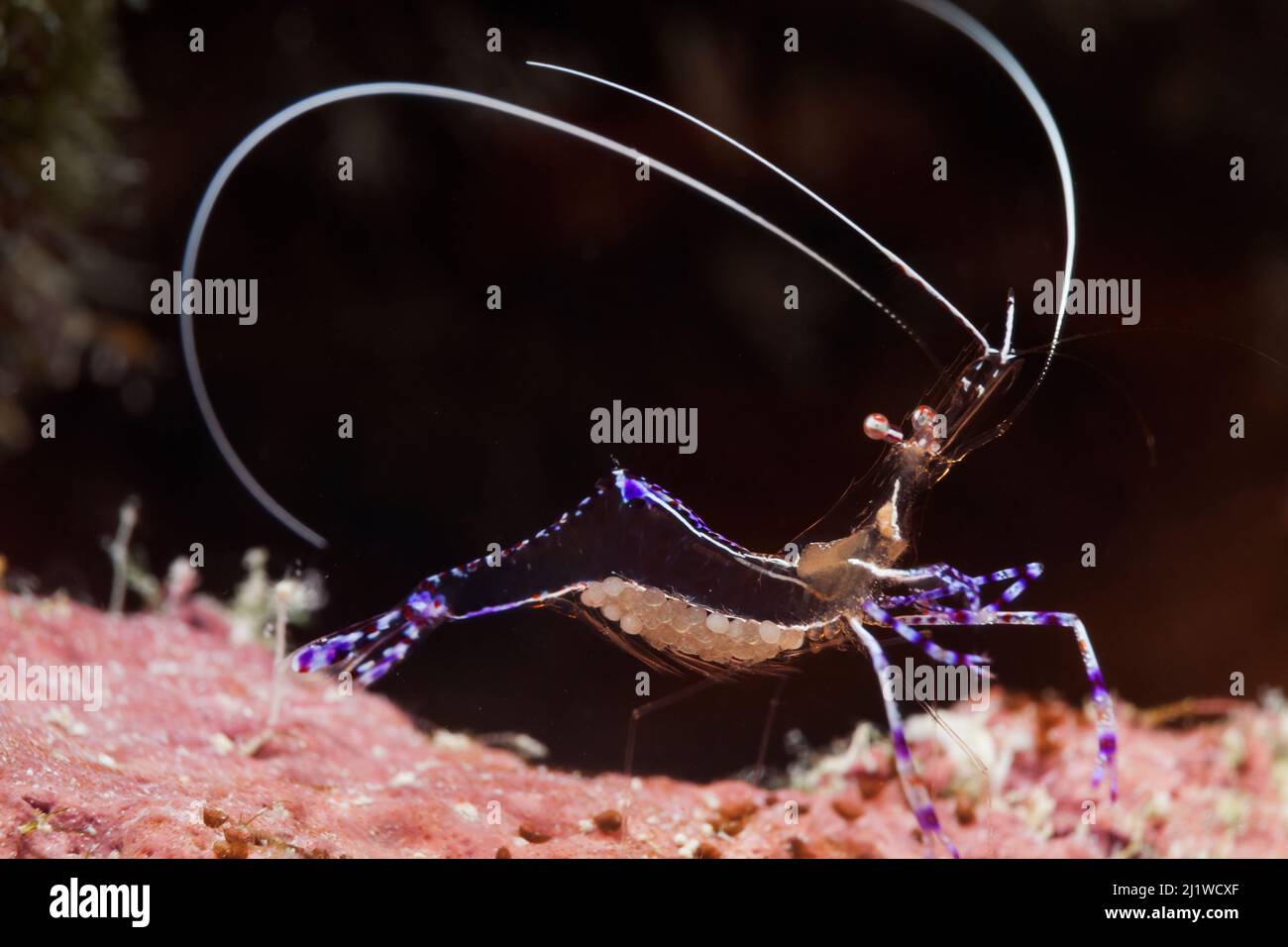 Pederson cleaner shrimp (Periclimenes pedersoni),   Cienaga de Zapata National Park, Matanzas Province, Cuba. Stock Photo