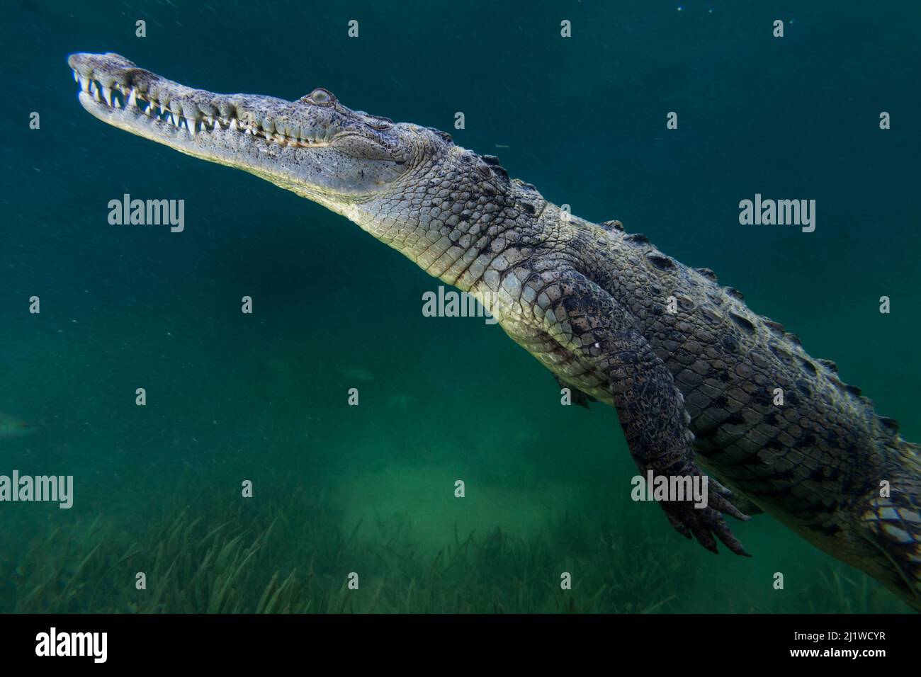 American crocodile (Crocodylus acutus), Jardines de la Reina / Gardens of the Queen National Park, Caribbean Sea, Ciego de Avila, Cuba. Stock Photo