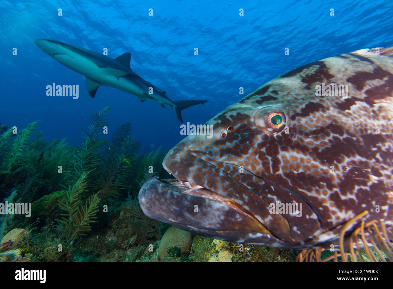 Black grouper (Mycteroperca bonaci),  and Caribbean Reef Shark (Carcharhinus perezi), Jardines de la Reina / Gardens of the Queen National Park, Carib Stock Photo