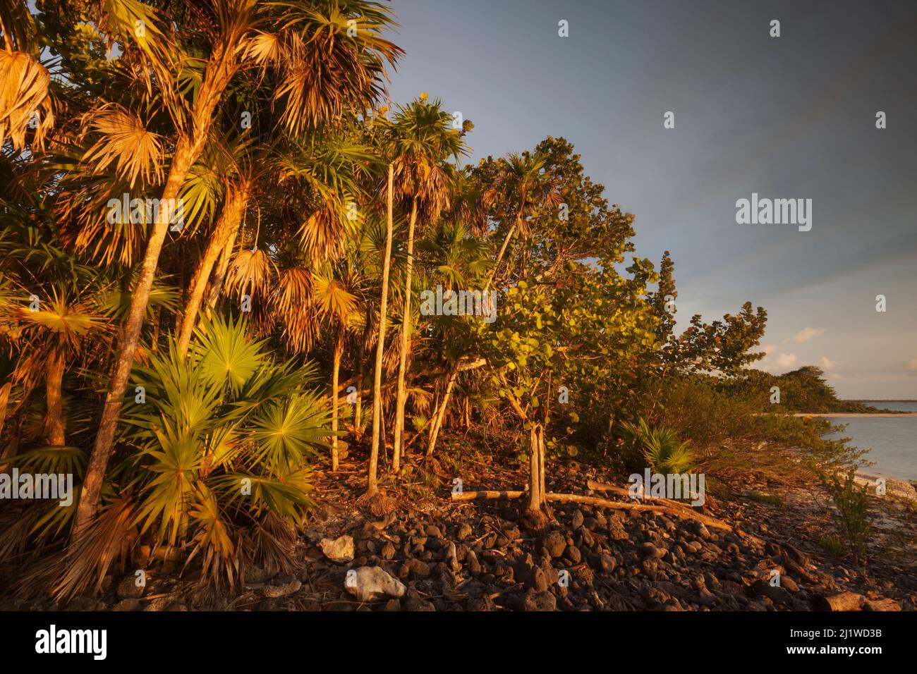 Thatch palm (Thrinax radiata), Guanahacabibes Peninsula National Park, Pinar del Rio Province, western Cuba. Stock Photo