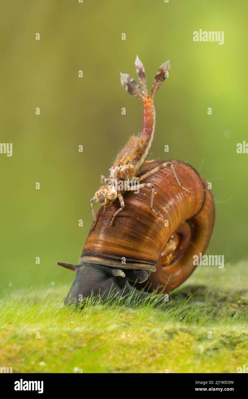 River snail (Viviparus sp.) and Large red damselfly nymph (Pyrrhosoma nymphula), Europe, April, controlled conditions Stock Photo