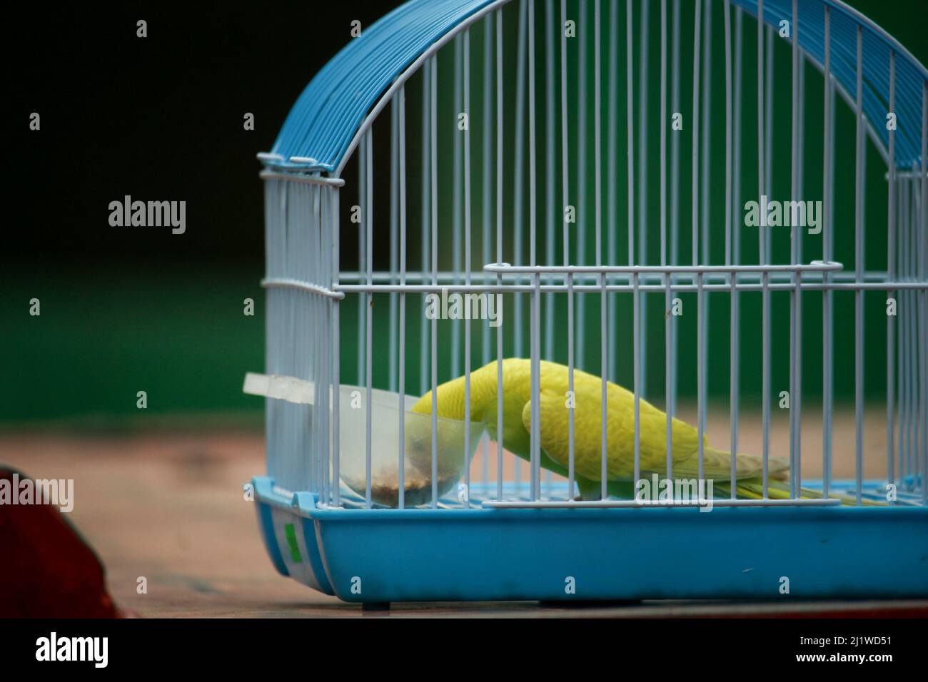 Cute beautiful bird sitting in the cage eating food Stock Photo Alamy
