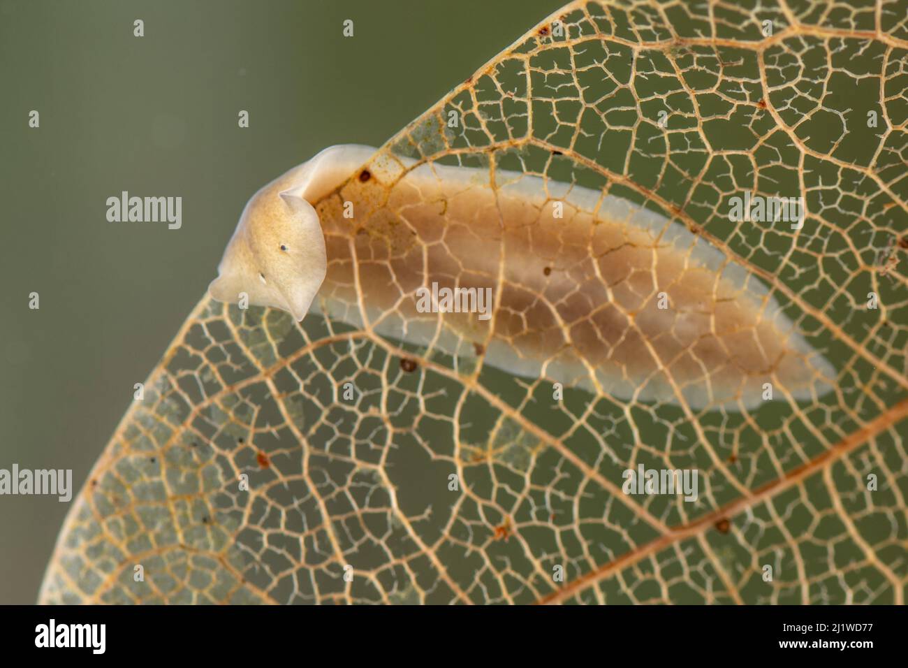 Freshwater flatworm (Dugesia gonocephala) on dead leaf, Europe, April, controlled conditions Stock Photo