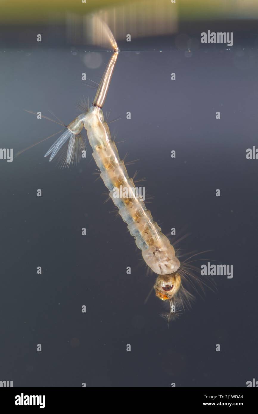 Mosquito larva (Culex sp.), Europe, August, controlled conditions Stock Photo