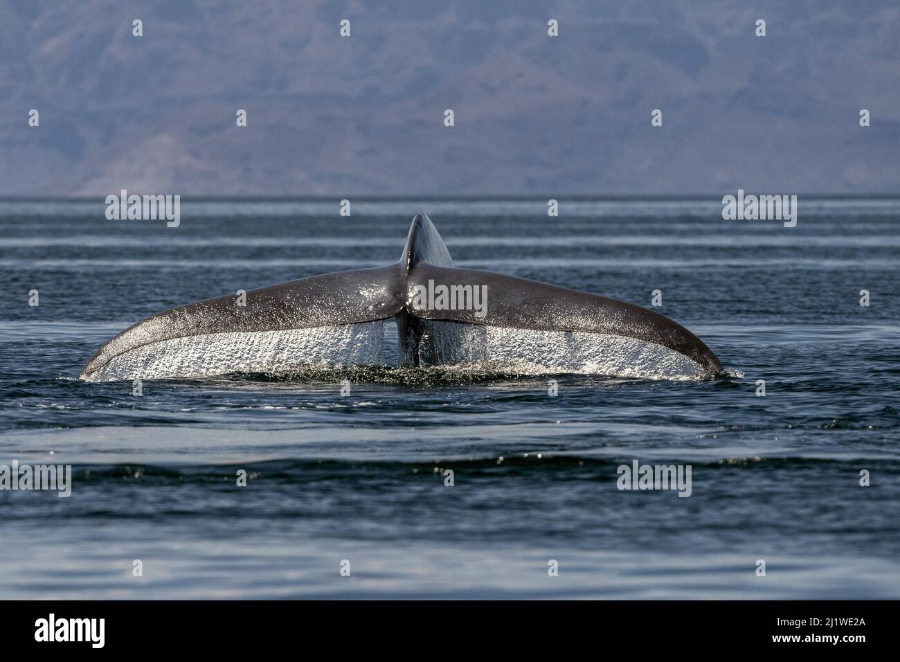 blue whale in loreto baja california sur mexico endangered biggest