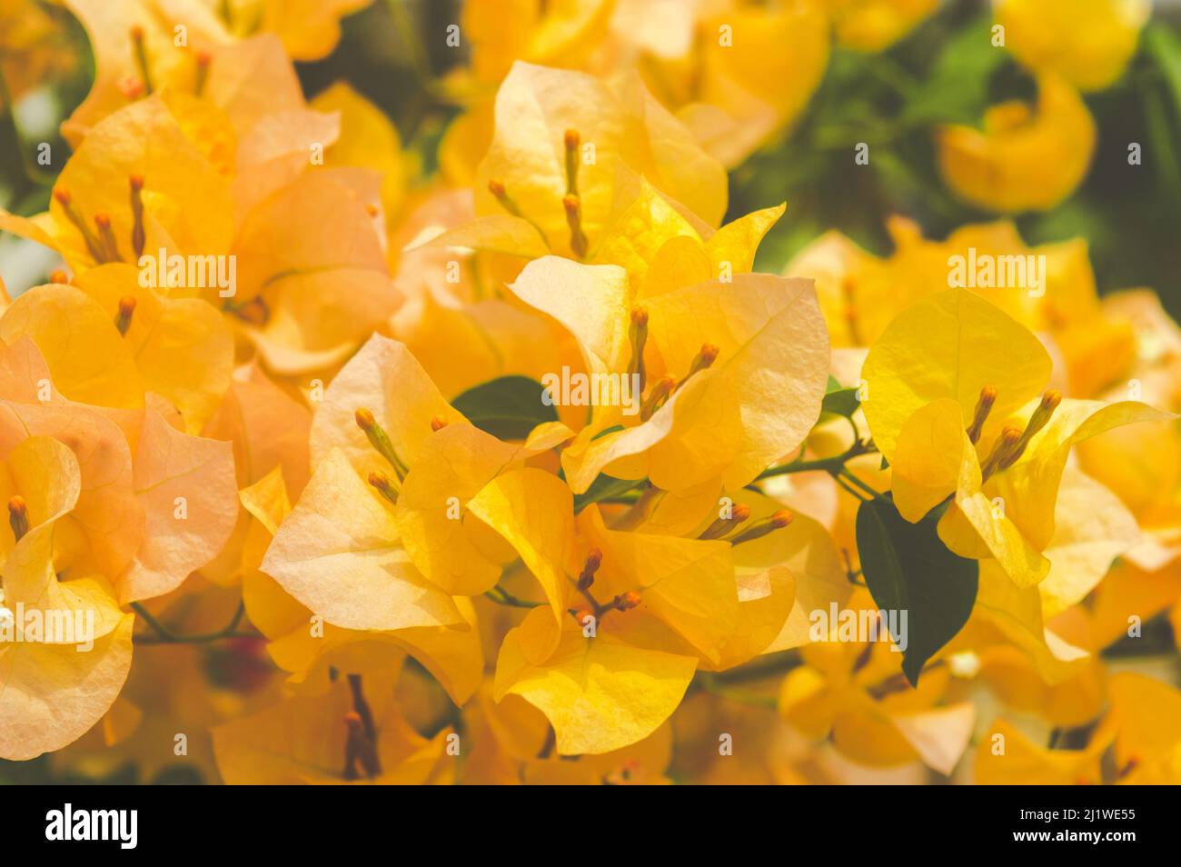 Mellow yellow bougainvillea ornamental hi-res stock photography and ...