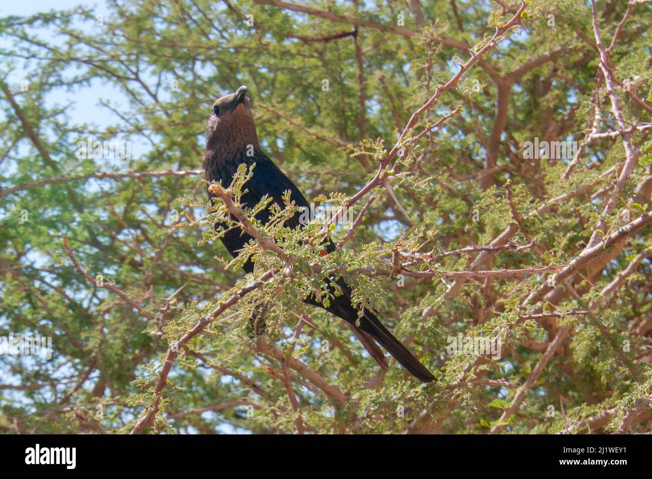 Tristram's Grackle (Onychognathus tristramii) in an Acacia Tree. Photographed at Wadi Peres A seasonal riverbed in the North Eastern Negev Desert on Stock Photo