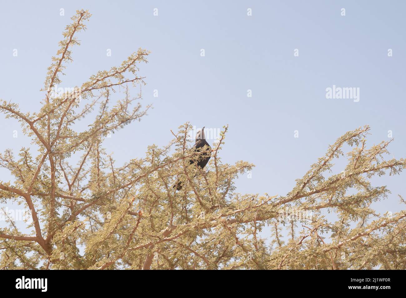 Tristram's Grackle (Onychognathus tristramii) in an Acacia Tree. Photographed at Wadi Peres A seasonal riverbed in the North Eastern Negev Desert on Stock Photo