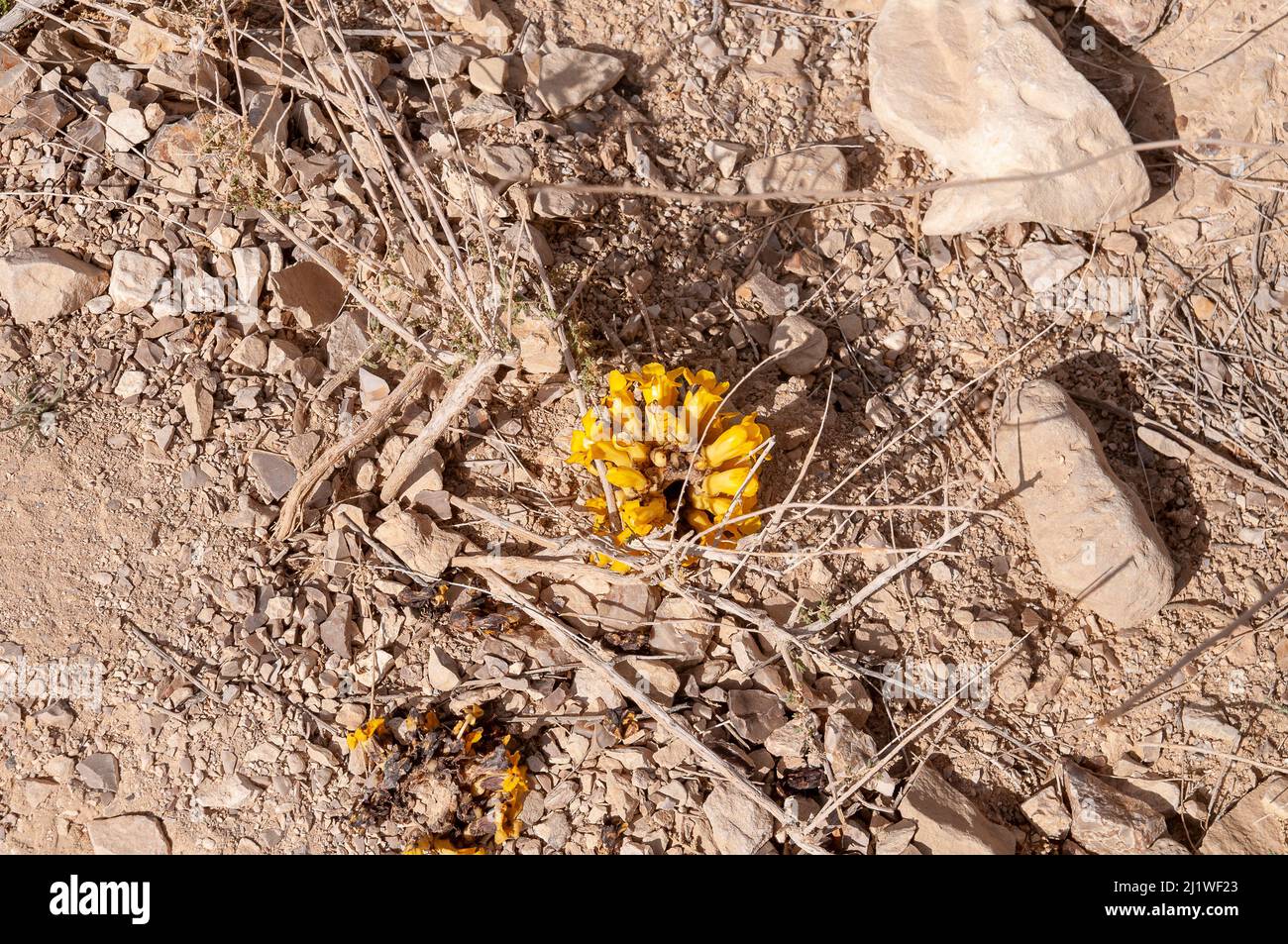 Yellow or desert broomrape Cistanche tubulosa Photographed at Wadi Peres A seasonal riverbed in the North Eastern Negev Desert on the Southern border Stock Photo
