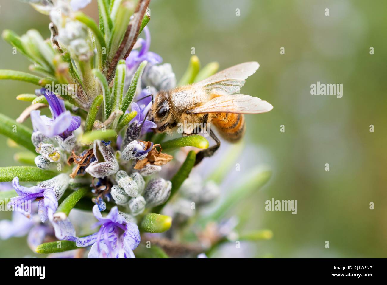 Honey bee pollinates flowers on rosemary plant Stock Photo