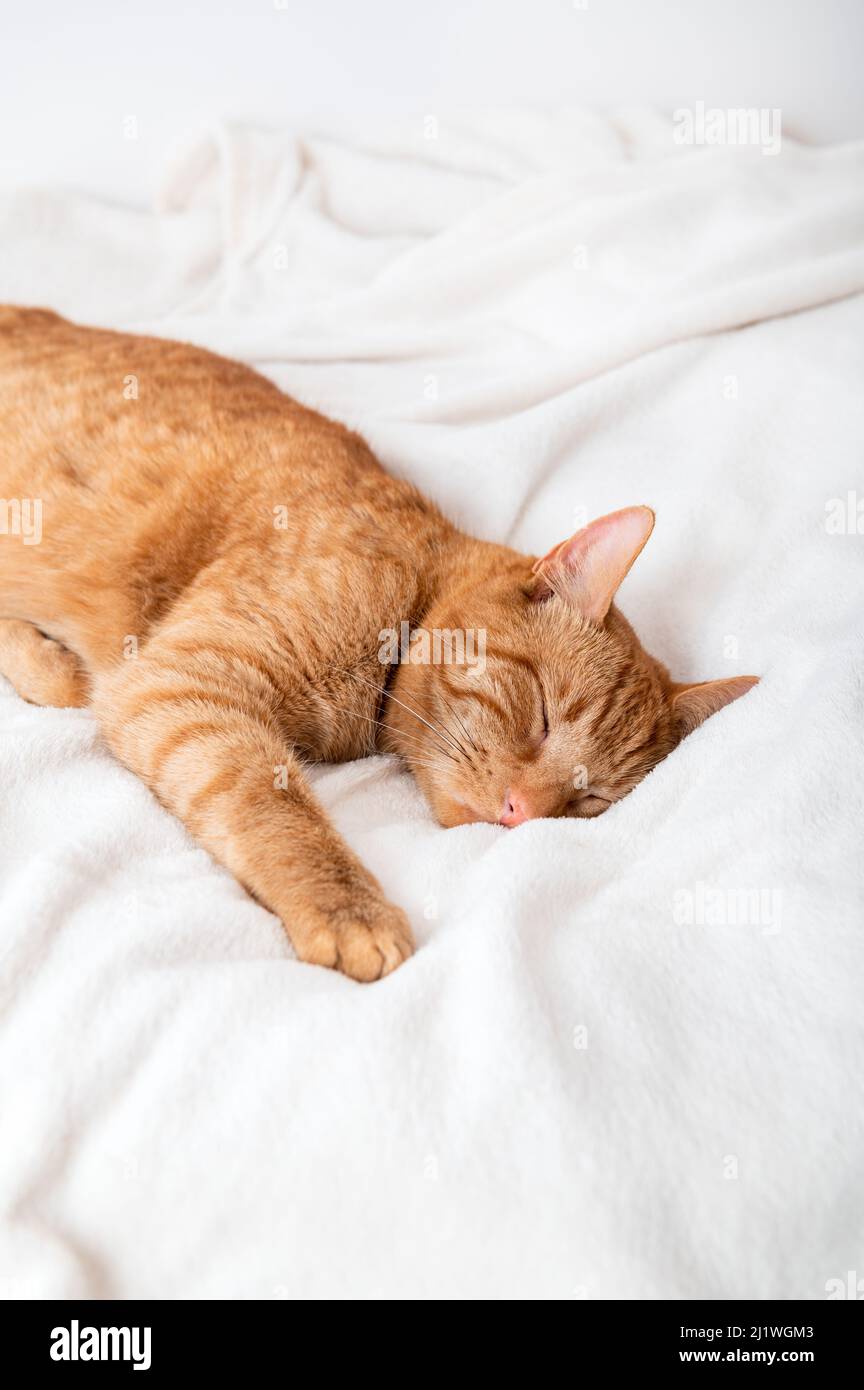 Cute ginger cat sleeps on the bed Stock Photo - Alamy