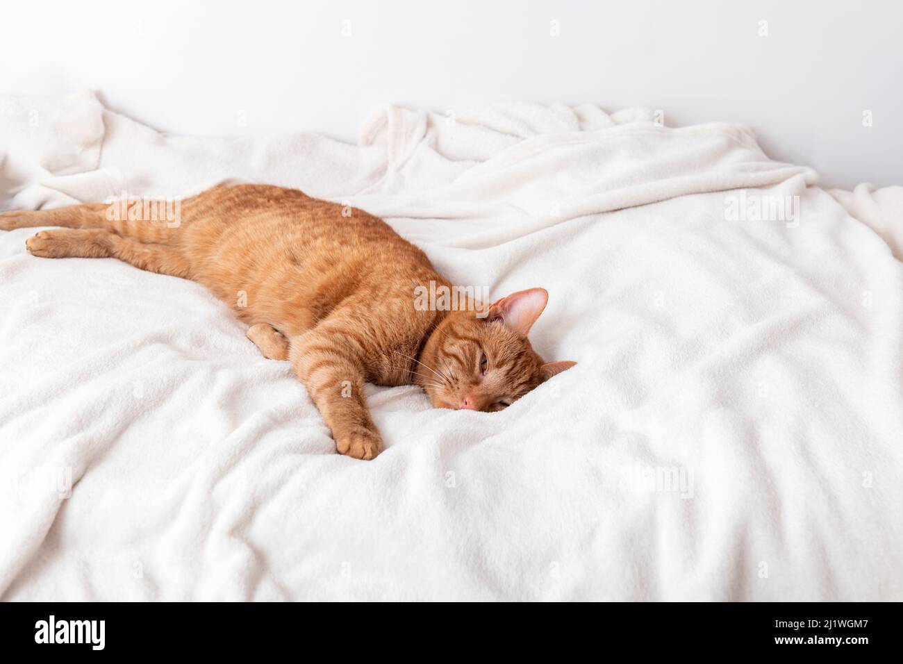 Cute ginger cat sleeps on the bed Stock Photo - Alamy