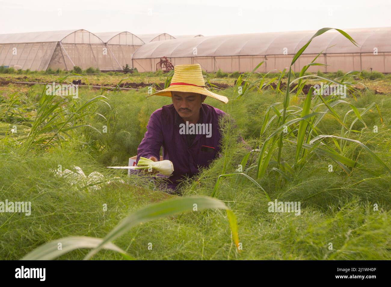 Thai migrant works pick kohlrabi in a field on a Kibbutz Photographed in israel Stock Photo
