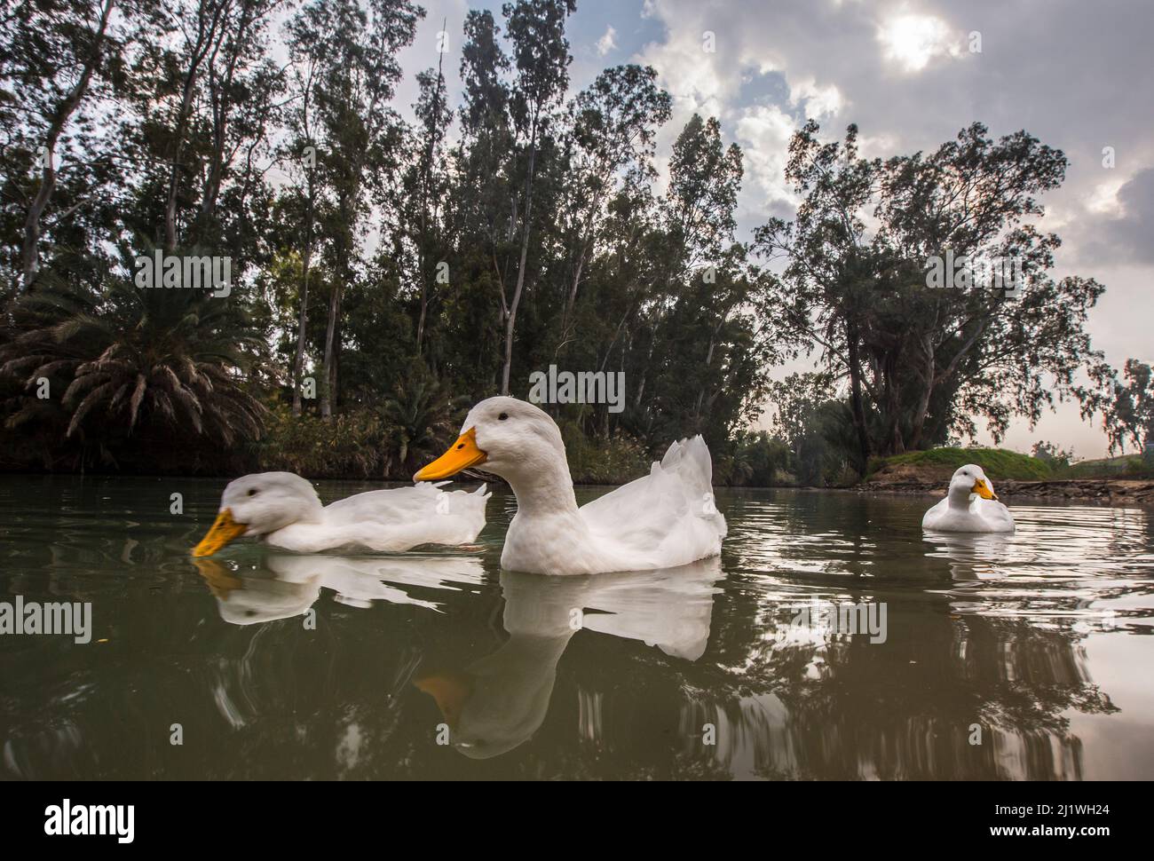 Ducks swimming in a pond Stock Photo