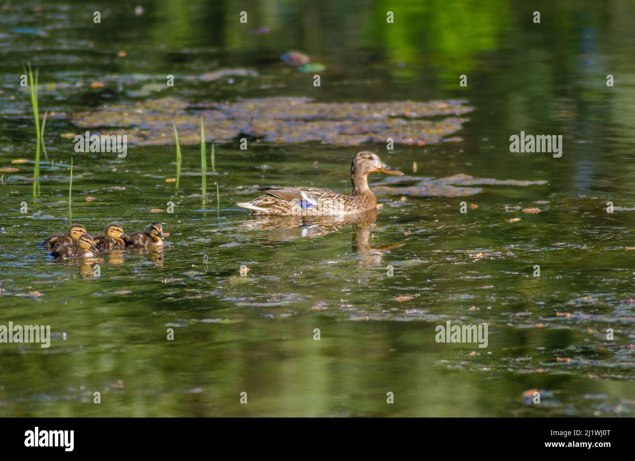 Young duck with ducklings, on a sunny day, on the water of the Danube