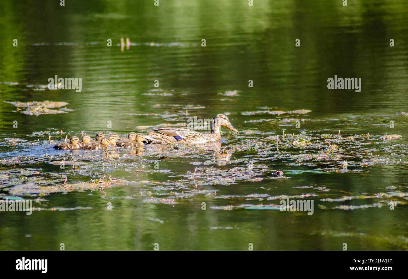 Young duck with ducklings, on a sunny day, on the water of the Danube